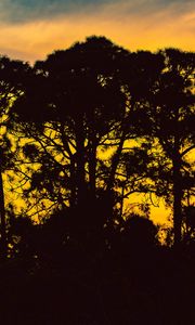 Preview wallpaper trees, night, silhouettes, sky