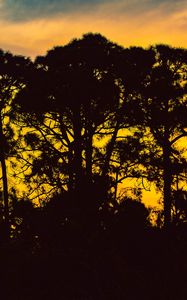 Preview wallpaper trees, night, silhouettes, sky