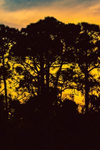 Preview wallpaper trees, night, silhouettes, sky