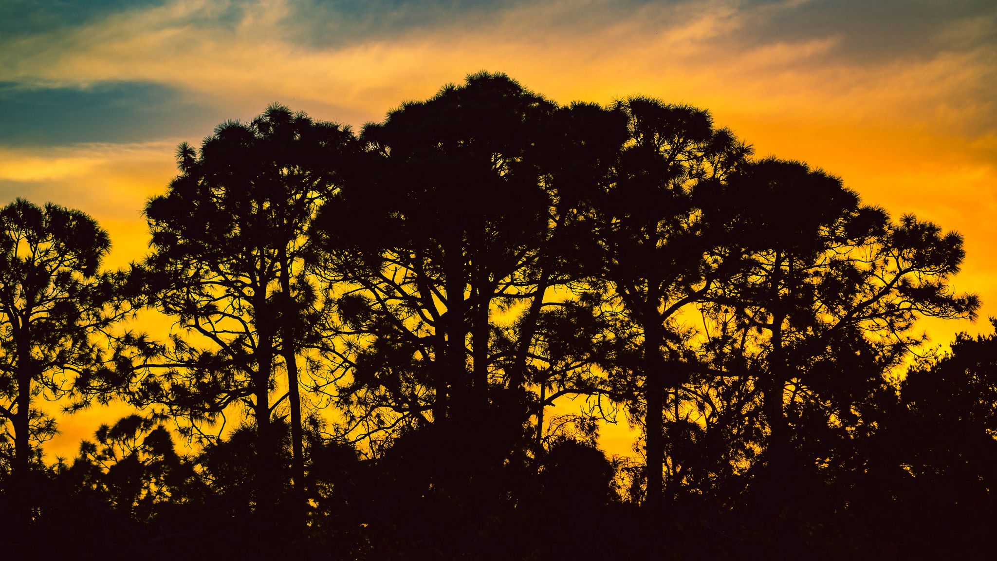 Download wallpaper 2048x1152 trees, night, silhouettes, sky ultrawide ...