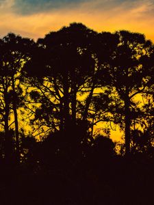 Preview wallpaper trees, night, silhouettes, sky