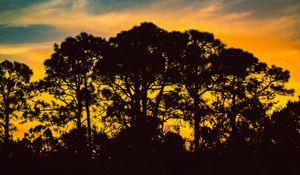 Preview wallpaper trees, night, silhouettes, sky