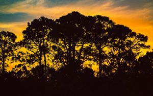 Preview wallpaper trees, night, silhouettes, sky