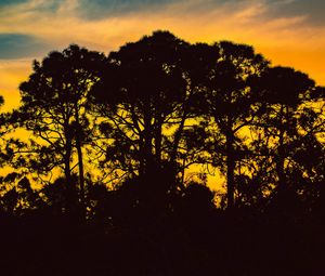 Preview wallpaper trees, night, silhouettes, sky