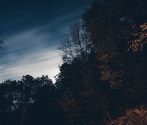 Preview wallpaper trees, night, sky, stars