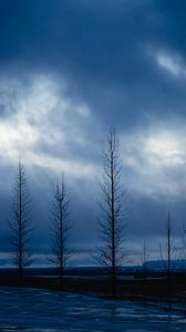 Preview wallpaper trees, night, sky, branches