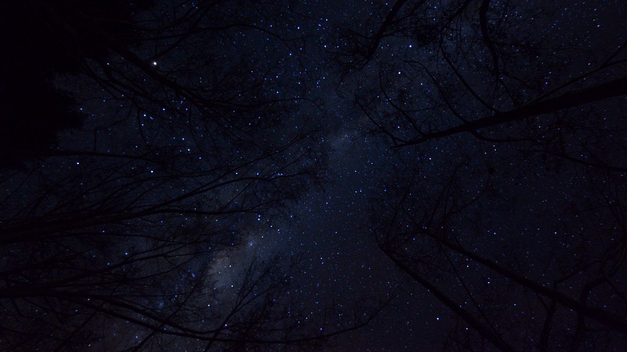 Wallpaper trees, night sky, branches, bottom view