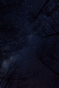 Preview wallpaper trees, night sky, branches, bottom view