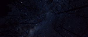 Preview wallpaper trees, night sky, branches, bottom view