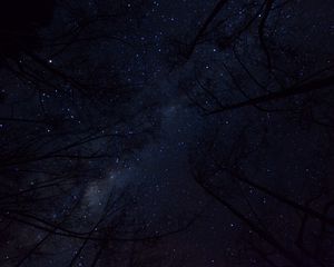 Preview wallpaper trees, night sky, branches, bottom view