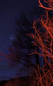 Preview wallpaper trees, night, starry sky, branches, twilight