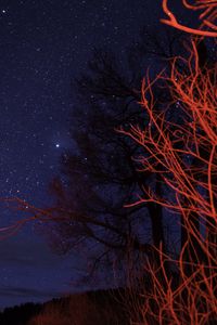 Preview wallpaper trees, night, starry sky, branches, twilight