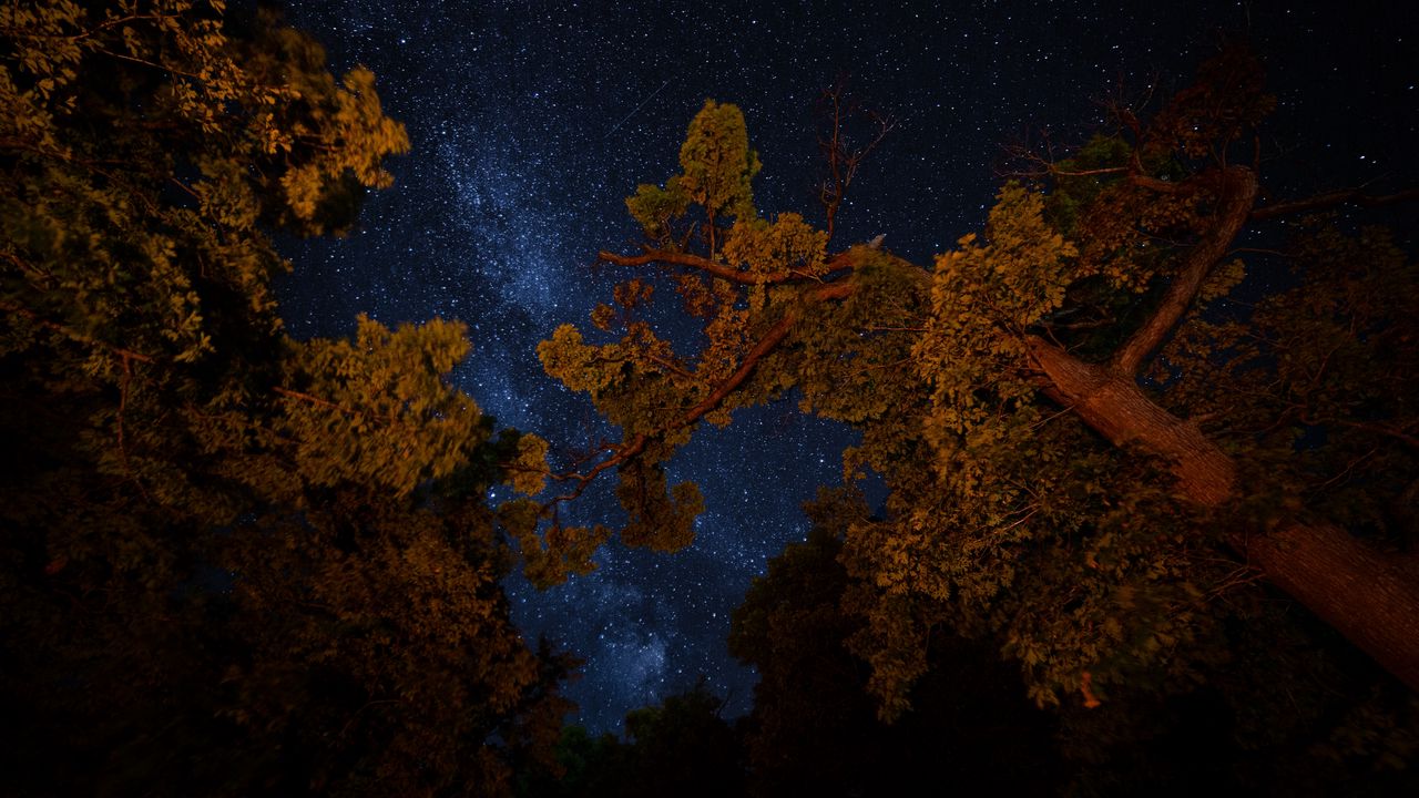 Wallpaper trees, night, starry sky, branches, dark