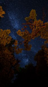 Preview wallpaper trees, night, starry sky, branches, dark