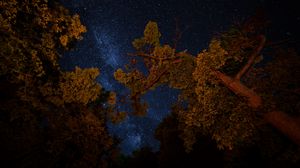 Preview wallpaper trees, night, starry sky, branches, dark