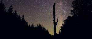 Preview wallpaper trees, night, starry sky, stars, silhouette