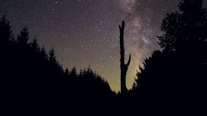 Preview wallpaper trees, night, starry sky, stars, silhouette