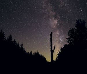 Preview wallpaper trees, night, starry sky, stars, silhouette