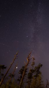 Preview wallpaper trees, night, starry sky, stars, bottom view