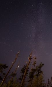 Preview wallpaper trees, night, starry sky, stars, bottom view