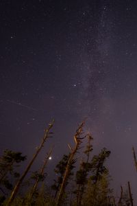 Preview wallpaper trees, night, starry sky, stars, bottom view