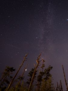 Preview wallpaper trees, night, starry sky, stars, bottom view