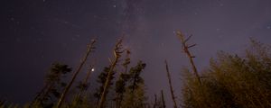 Preview wallpaper trees, night, starry sky, stars, bottom view