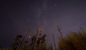 Preview wallpaper trees, night, starry sky, stars, bottom view