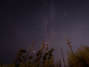 Preview wallpaper trees, night, starry sky, stars, bottom view