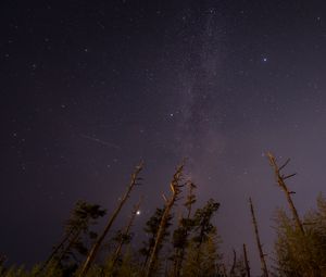 Preview wallpaper trees, night, starry sky, stars, bottom view