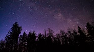 Preview wallpaper trees, night, starry sky, dark