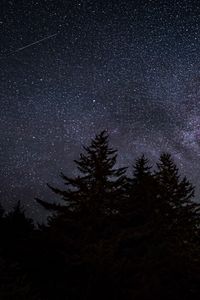 Preview wallpaper trees, night, starry sky, stars, dark