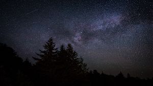 Preview wallpaper trees, night, starry sky, stars, dark