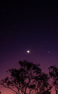 Preview wallpaper trees, night, stars, sky, purple