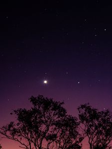 Preview wallpaper trees, night, stars, sky, purple