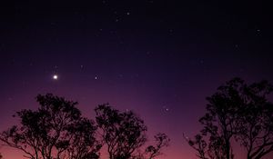 Preview wallpaper trees, night, stars, sky, purple