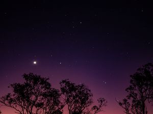 Preview wallpaper trees, night, stars, sky, purple