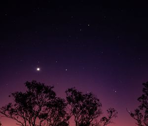 Preview wallpaper trees, night, stars, sky, purple