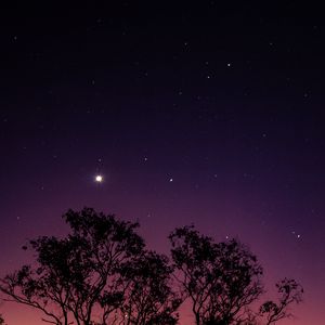 Preview wallpaper trees, night, stars, sky, purple