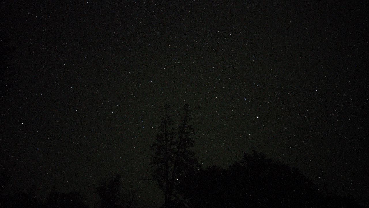 Wallpaper trees, night, stars, sky, starry sky