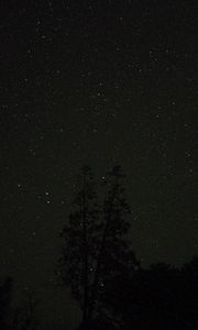 Preview wallpaper trees, night, stars, sky, starry sky