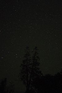Preview wallpaper trees, night, stars, sky, starry sky