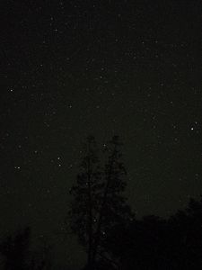Preview wallpaper trees, night, stars, sky, starry sky