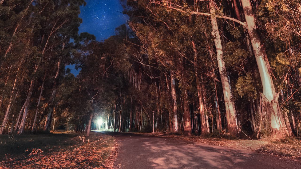 Wallpaper trees, night, stars, road, parana, entre rios, argentina