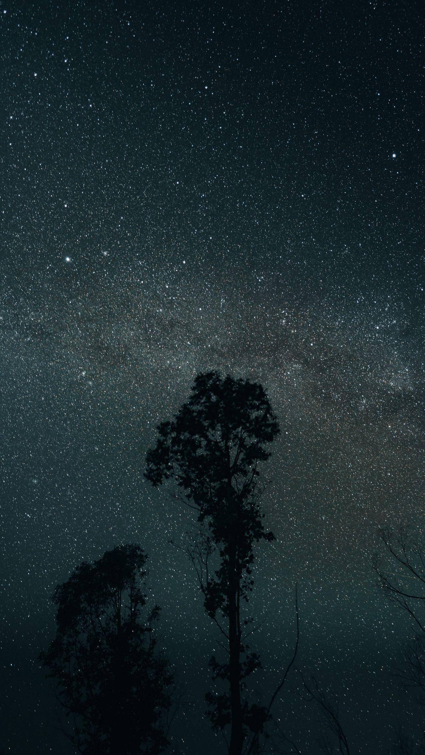 1440x2560 Wallpaper trees, night, stars, sky, dark, darkness