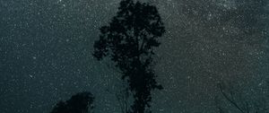 Preview wallpaper trees, night, stars, sky, dark, darkness