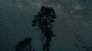 Preview wallpaper trees, night, stars, sky, dark, darkness