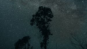 Preview wallpaper trees, night, stars, sky, dark, darkness