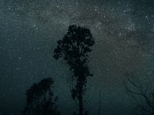 Preview wallpaper trees, night, stars, sky, dark, darkness