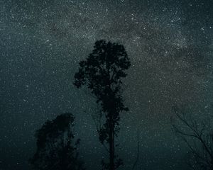 Preview wallpaper trees, night, stars, sky, dark, darkness